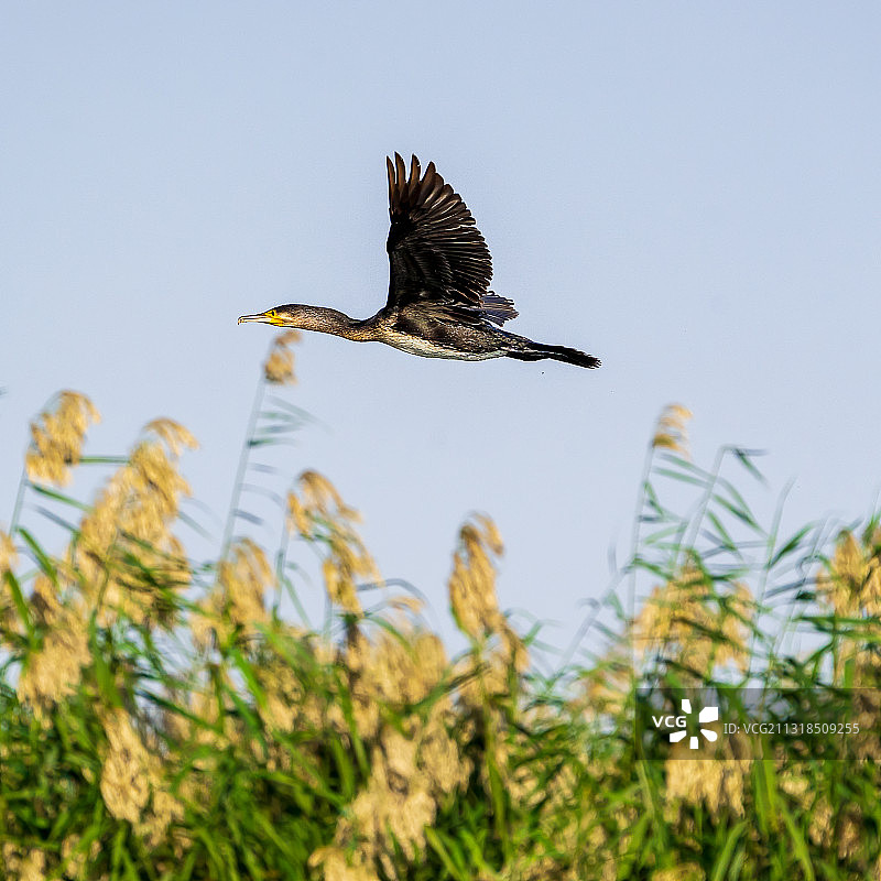 鱼鹰在晴朗天空飞翔的仰视角度图片素材