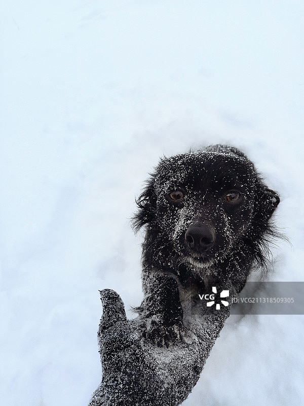 乌克兰雪地里一只狗的特写图片素材