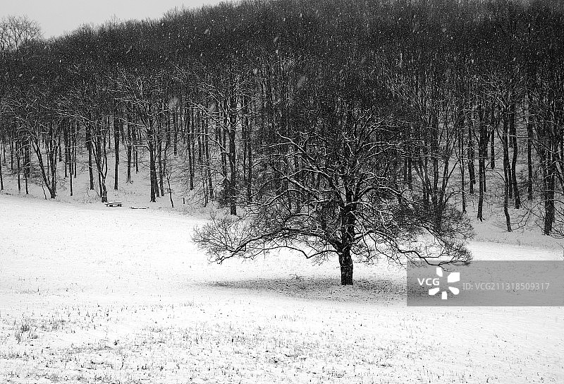 白雪覆盖的田野上的树木图片素材