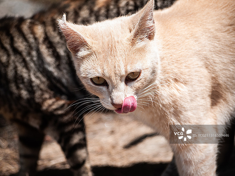 猫的特写肖像，留尼汪图片素材