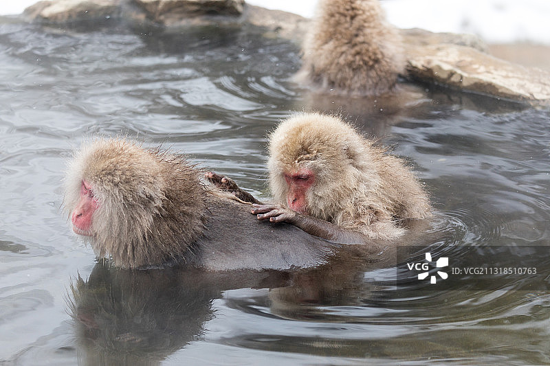 湖中游泳的猴子特写图片素材