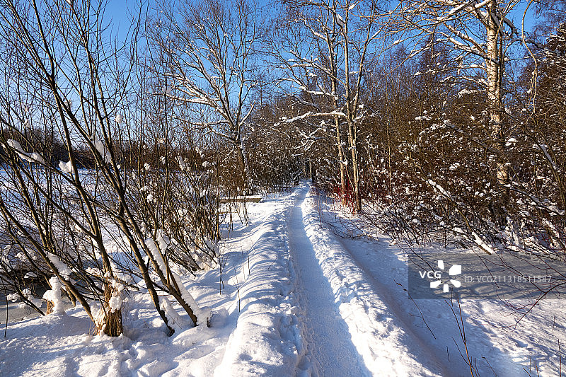 芬兰科特卡雪原上的树木图片素材