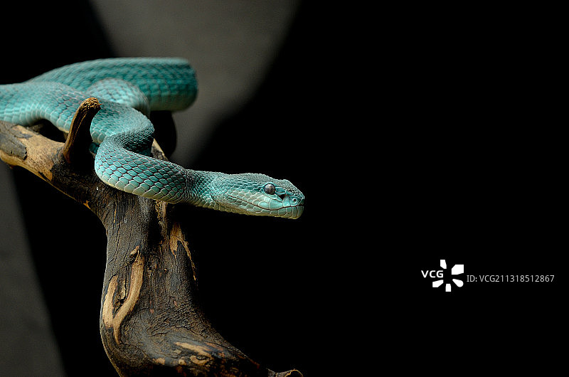 黑色背景上毒蛇特写图片素材