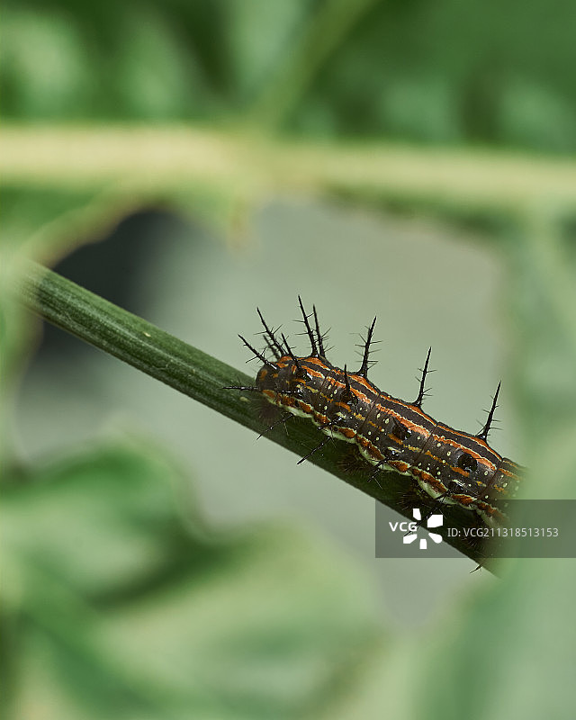 植物上的昆虫特写，阿根廷布宜诺斯艾利斯图片素材