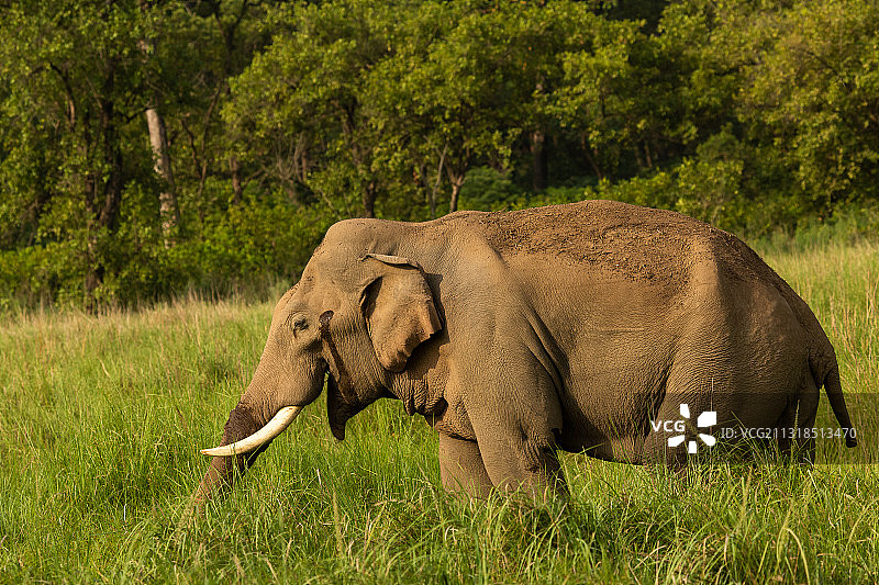 在印度拉坎普尔春吉附近，小象在草地上行走的侧视图图片素材