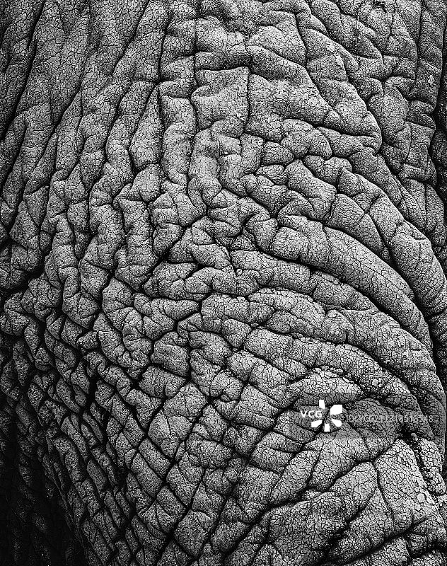 非洲象的完整照片图片素材