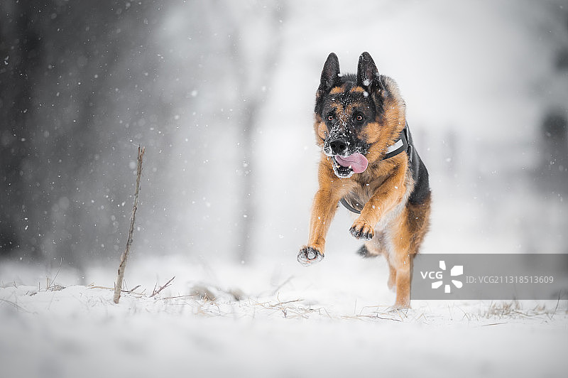 冬日里的伯恩山犬图片素材