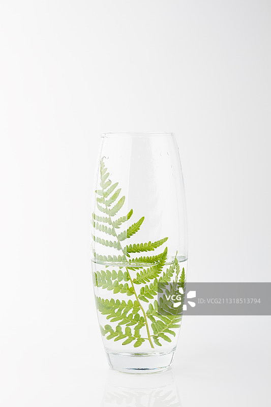 白色背景下玻璃杯中的树叶特写图片素材