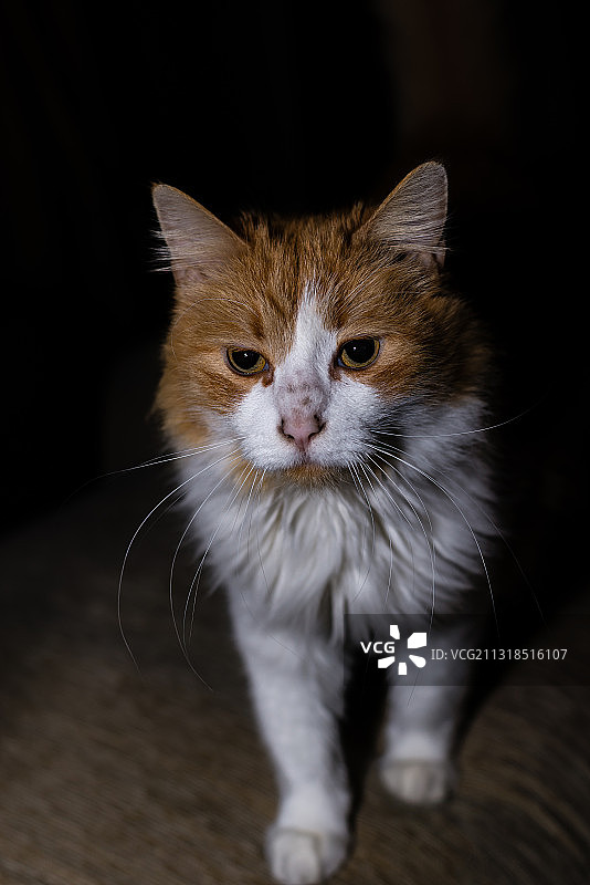 葡萄牙维塞乌，猫咪特写图片素材