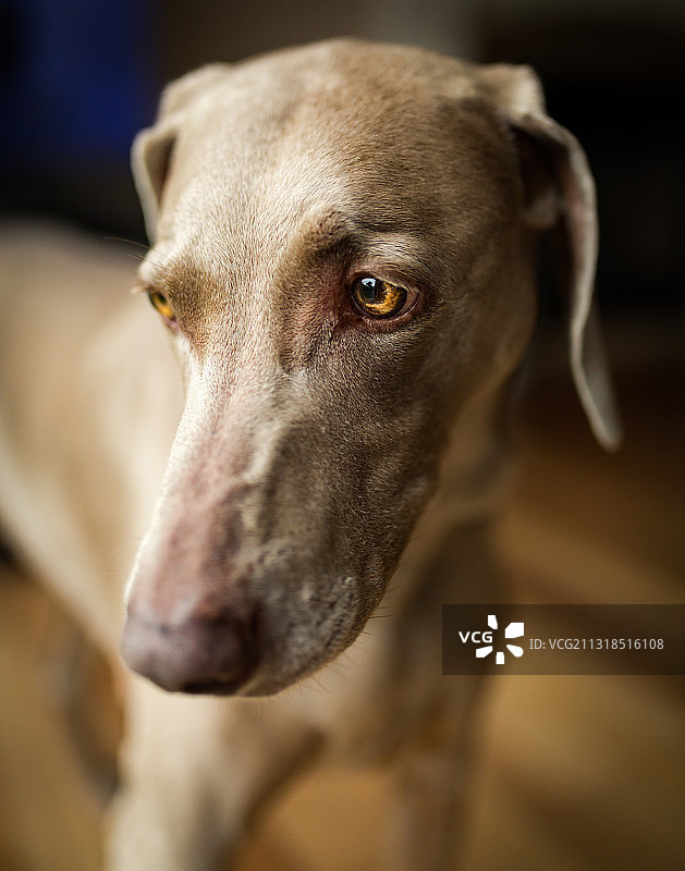 魏玛犬特写，美国艾奥瓦州贝滕多夫图片素材