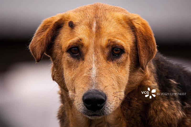 狗的特写肖像图片素材
