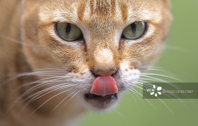 猫的特写肖像图片素材