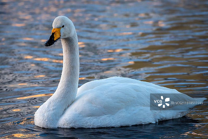 湖中游泳的疣鼻天鹅特写，芬兰卡亚尼图片素材