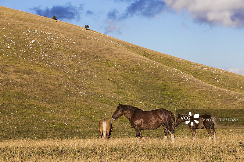 马在田野上吃草的侧视图，背景是天空，意大利图片素材