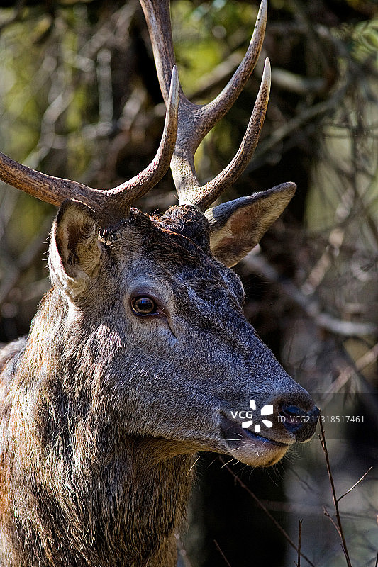 特写：意大利的红鹿图片素材