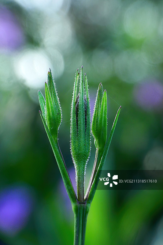 特写的植物图片素材