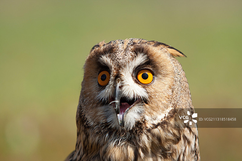 鹰大角鸮的特写肖像，意大利图片素材