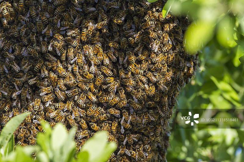 意大利蜂巢上的蜜蜂特写图片素材