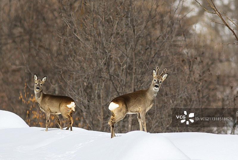 雪地上站立的狍子侧面图图片素材