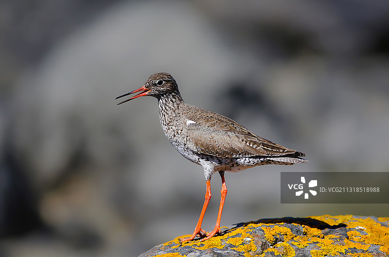 栖息在岩石上的鸟类特写，冰岛图片素材