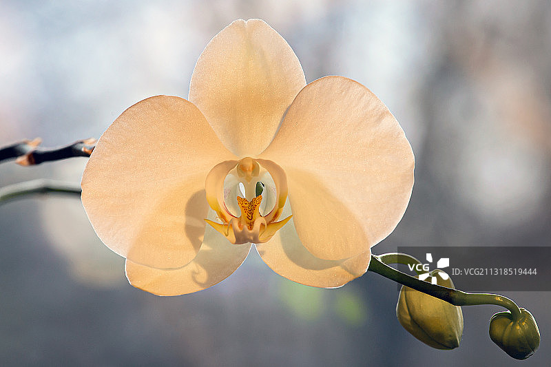 拉脱维亚兰花特写图片素材