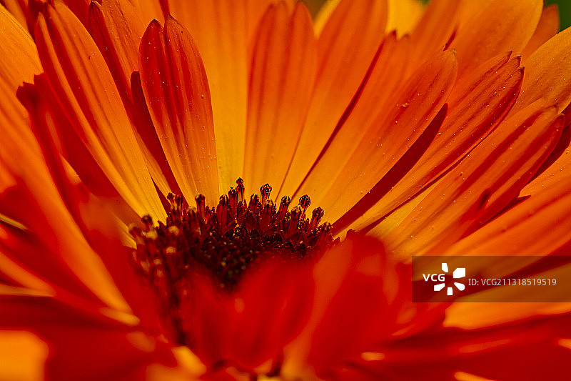 橙色花的特写图片素材