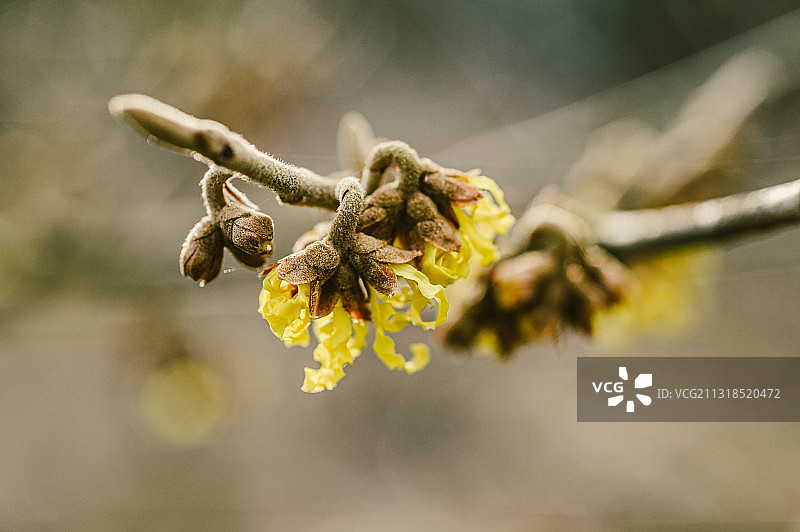 德国杜伊斯堡的枯萎花朵特写图片素材
