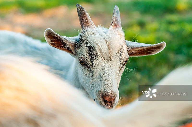 鹿的特写图片素材