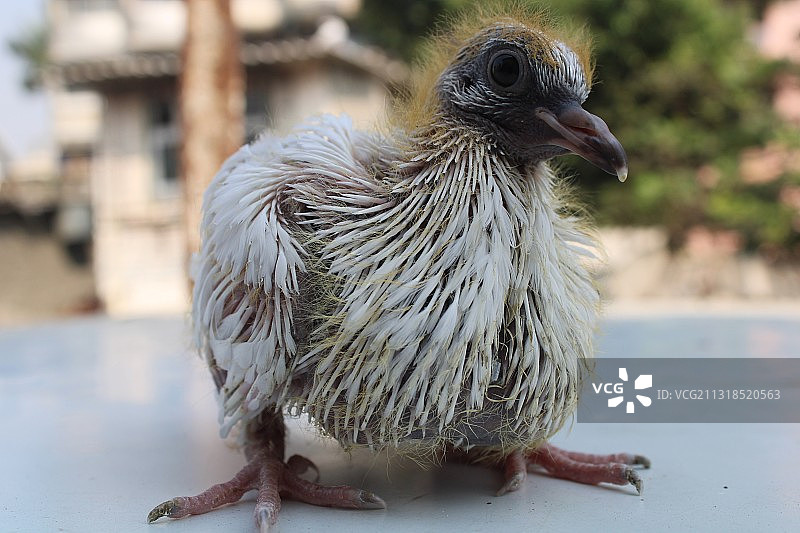 栖息在桌子上的鸟类特写图片素材