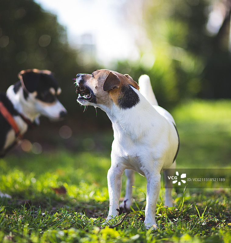 在罗马的田野上玩耍的梗犬特写图片素材