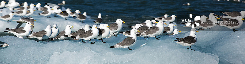 俄罗斯阿尔汉格尔斯克州滨海区海面上鸟类飞翔的高角度视图图片素材