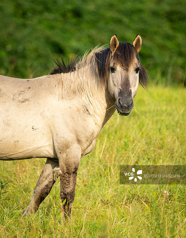 草地上马的侧面图片素材