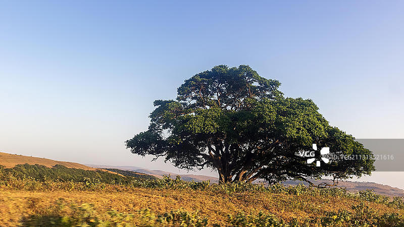 阿曼塞拉莱，晴空下的田野树木图片素材