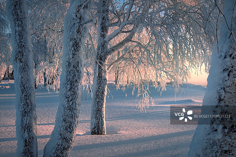 俄罗斯冬季雪原树木图片素材