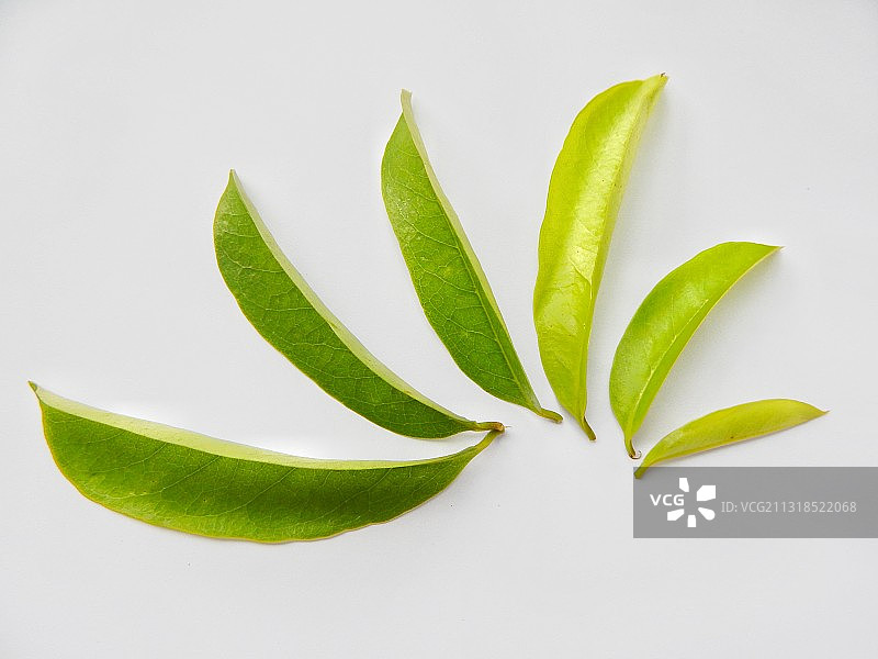 白色背景下的树叶特写图片素材