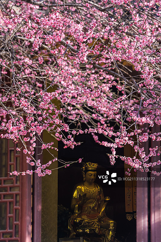 澄鲜只共邻僧惜,冷落犹嫌俗客看图片素材