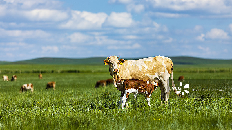 小牛的午餐图片素材