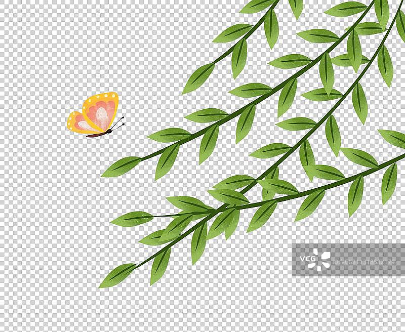 春天的柳树枝丫图片素材