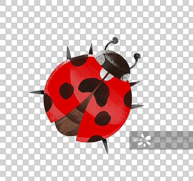 野生动物甲虫类 七星瓢虫图片素材