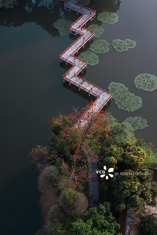 广州东山湖公园九曲桥木棉花开图片素材