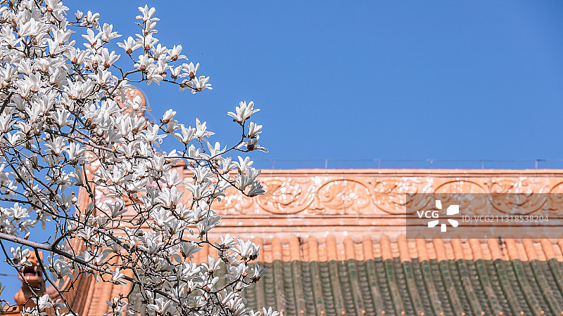 南京朝天宫景区玉兰花开图片素材