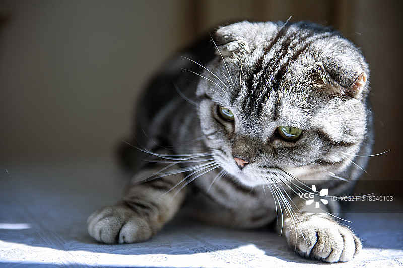 可爱宠物短毛猫图片素材