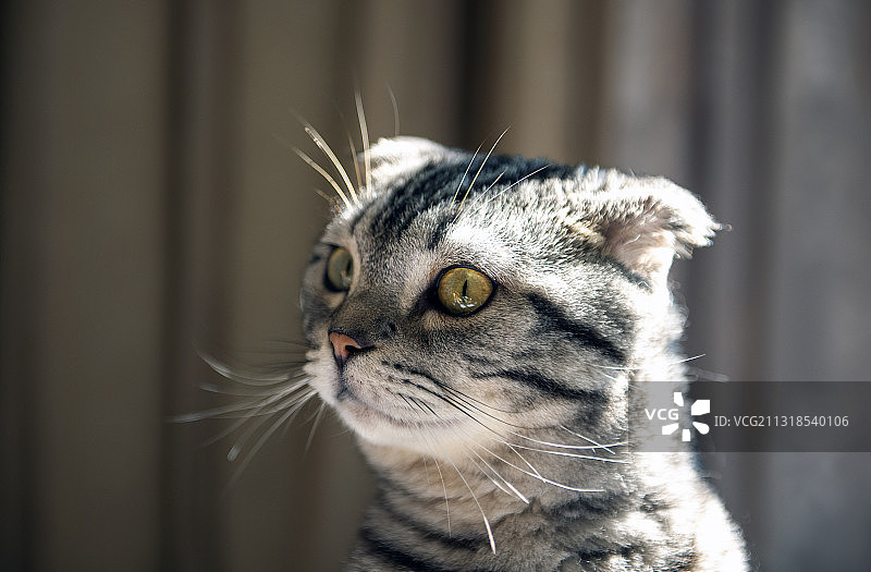 可爱宠物短毛猫图片素材