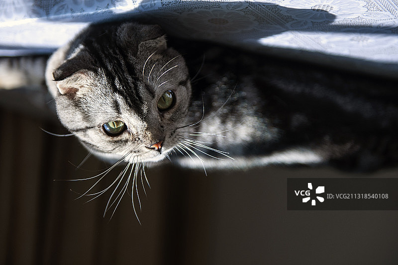 可爱宠物短毛猫图片素材