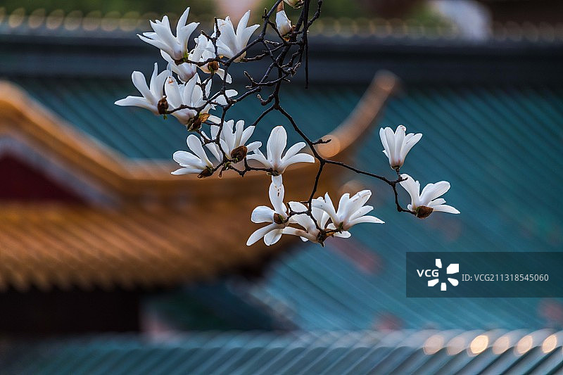 朝天宫的玉兰花，江苏南京图片素材