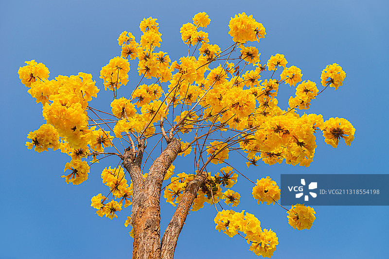 广州春季阳光下的黄花风铃木图片素材