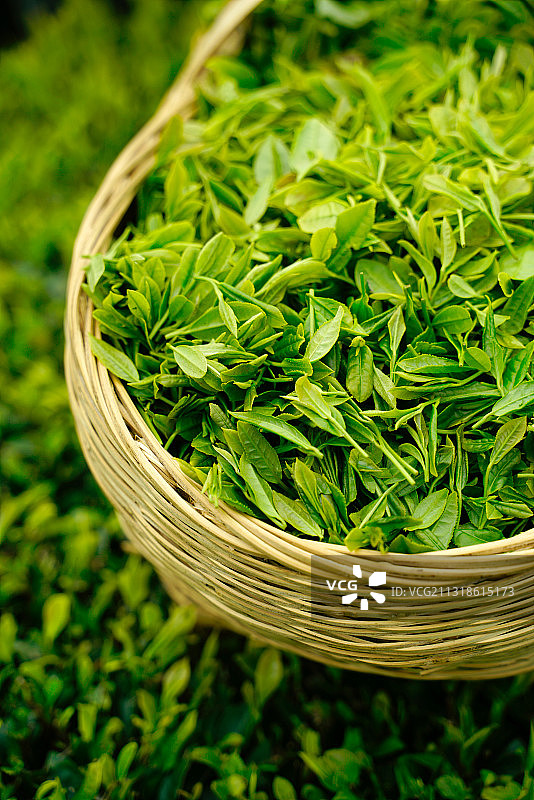 放在篮子里采摘的新鲜茶叶图片素材