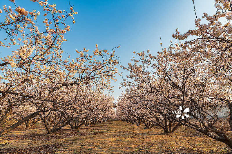 河南郑州二七区樱桃沟景区樱桃果园樱桃树春季户外风光图片素材