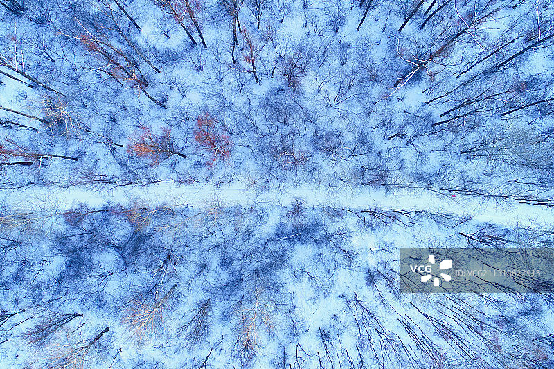 大兴安岭冬季雪域雪野茂密红柳图片素材