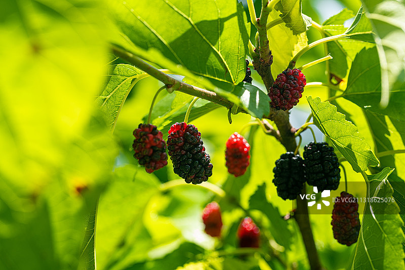 挂在桑树上的桑葚图片素材